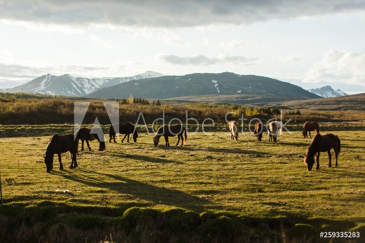 Picture of Beautiful Icelandic thoroughbred horses with a magnificent mane and tail graze in a meadow at sunset Icelandic horses eat Icelandic moss